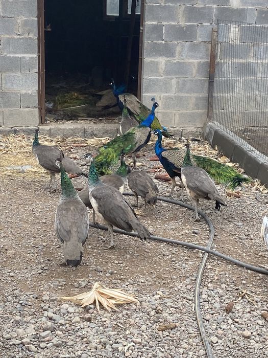 Индийские павлины