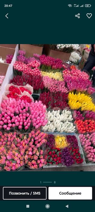 Луковицы тюльпаны по 10тг акция