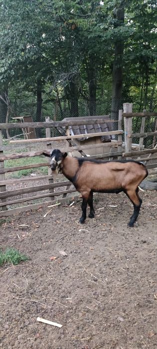 Tapi de vanzare.