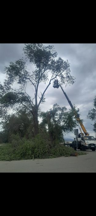 Спил деревьев,агаш кесемиз