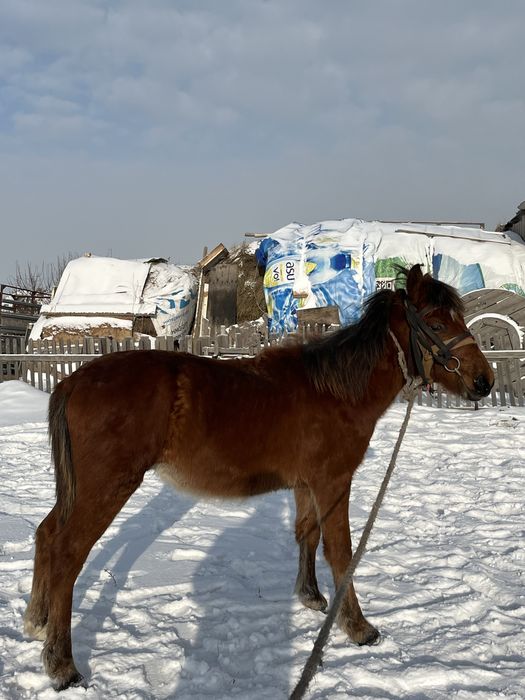 Еркек жабағы сатамын