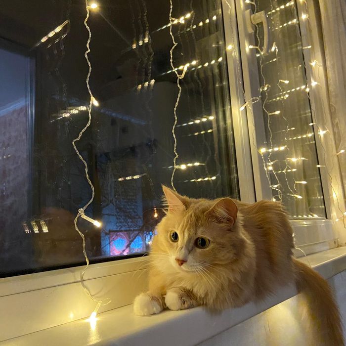 Продаю породистую кошку