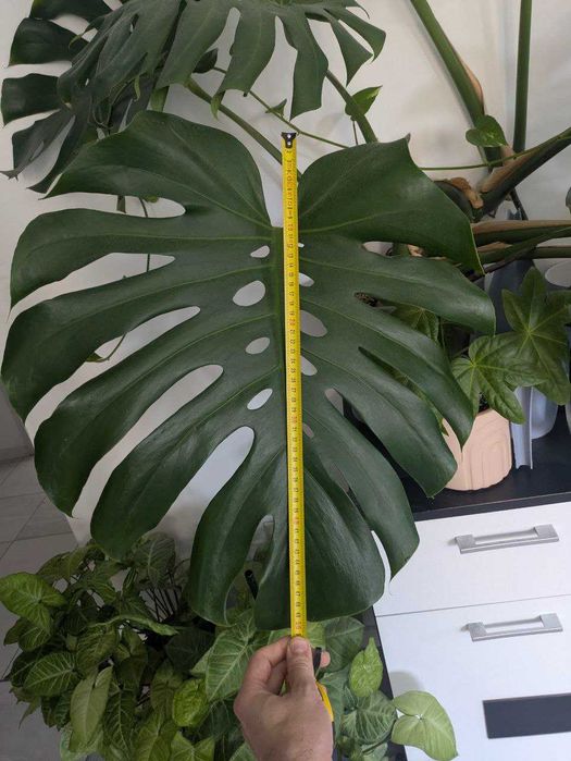 Монстера делисиоза