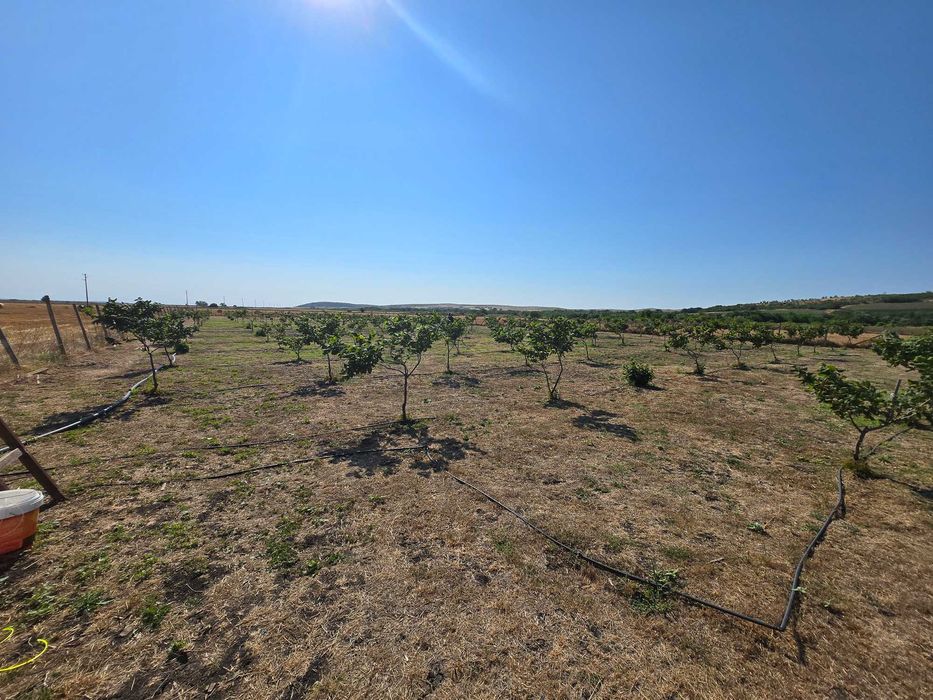 Лешникова градина под наем