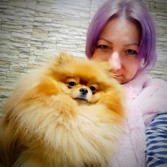 Щенки померанского шпица