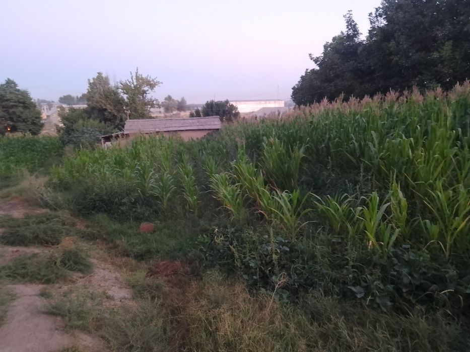 СРОЧНО ПРОДАЁТСЯ ЗЕМЛЯ, с небольшим домиком! Янгиюль