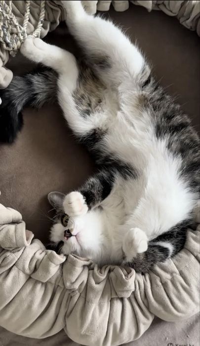 Кошечка Бэлла , 1 годик