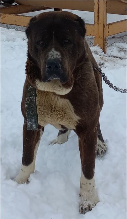 Продаётся алабай (САО), 1 год 2 месяца