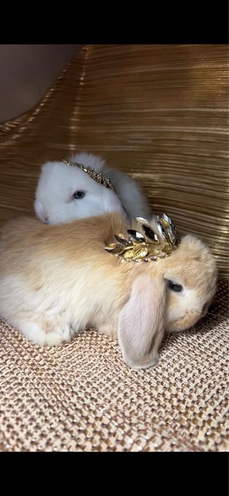 Karlik quyonlar mini lop