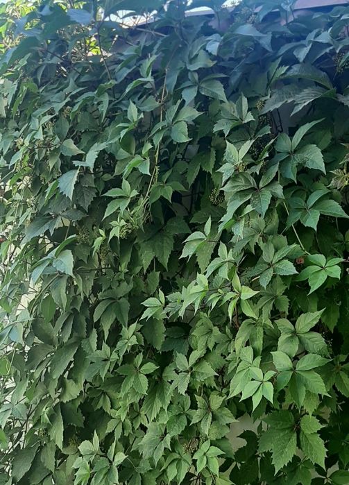 Цветы.     Цветы