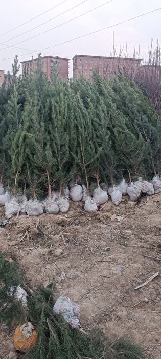 Элдарский сосна кучатлари