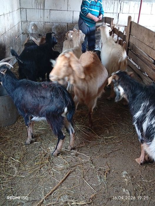 Vînd 9 capre Românești