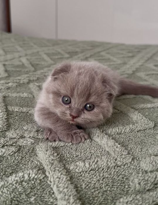 Скоттиш фолд лилового окраса