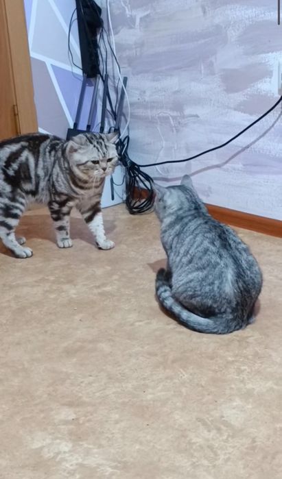 Шотландские котята мальчики