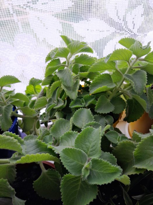 Продам комнатные цветы
