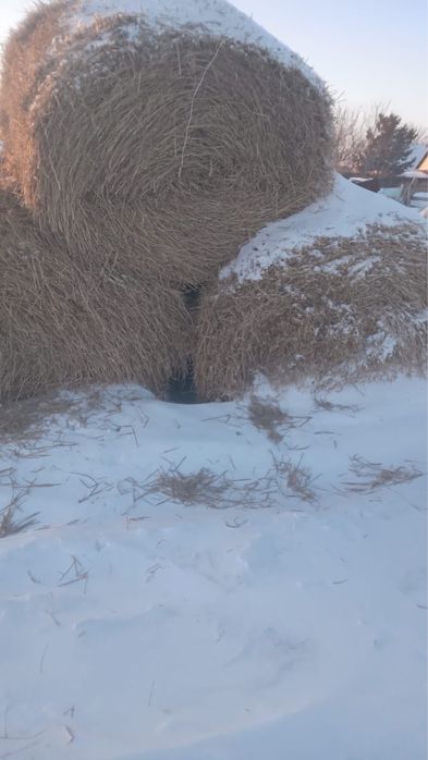 Продам солома ( зерно)