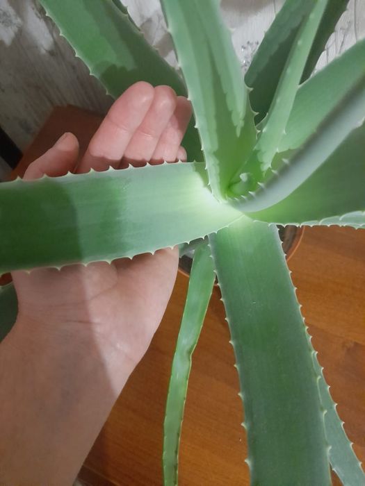 Алоэ вера (5-6 лет)