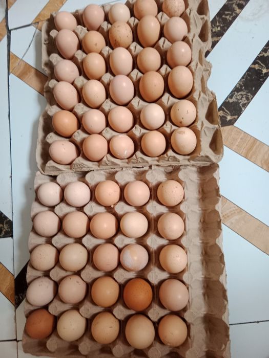 Инкубационный яицо Билефельдер.