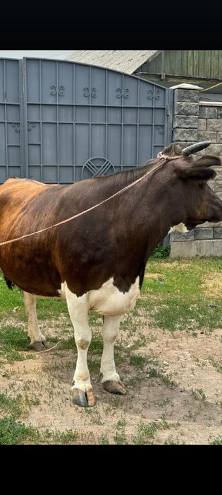 Бычки-Телки с Откорма.