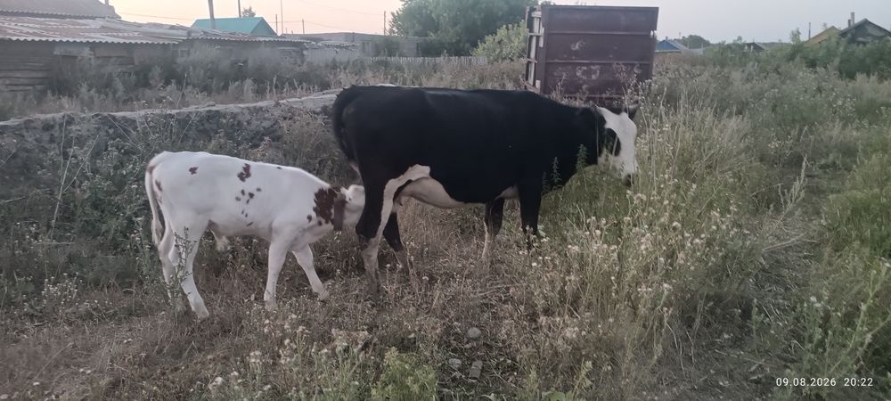 Сиыр және тайыншалар сатылады