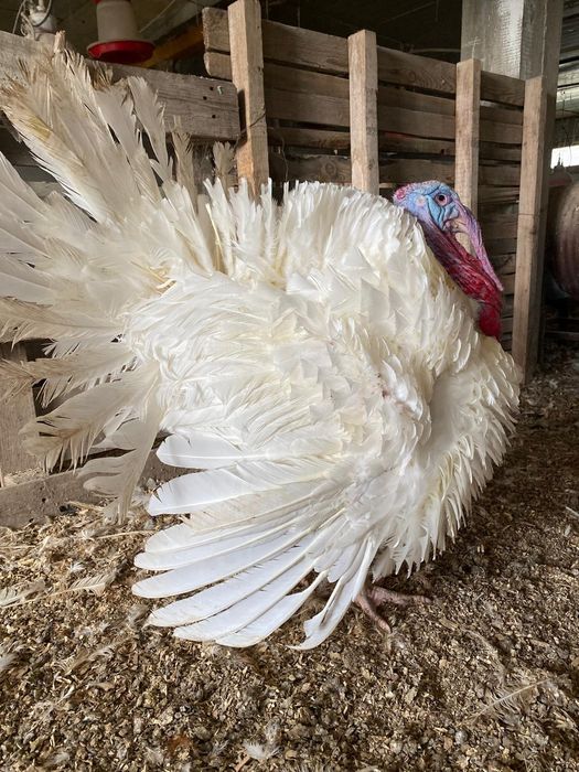 Pui de curca/Falticeni