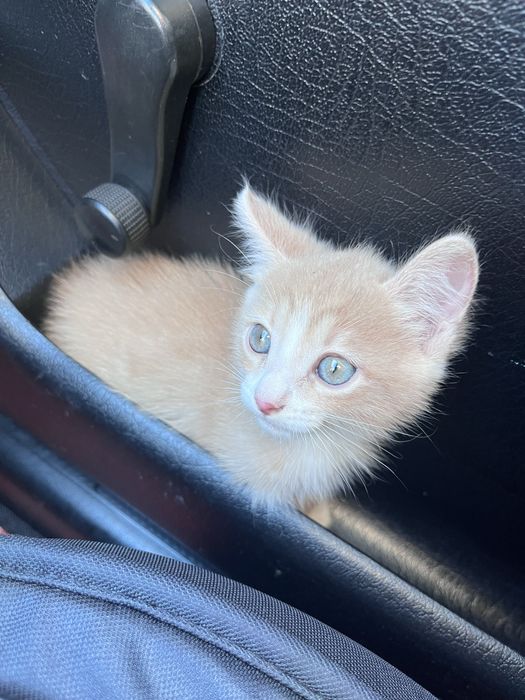 Отдаем котенка бесплатно!!!