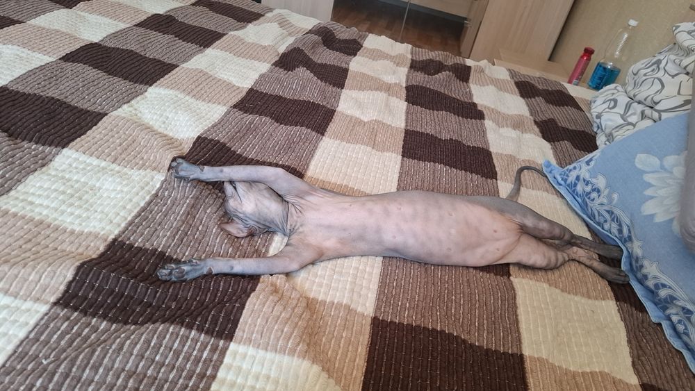 Канадский сфинкс окрас Табби на случкуу