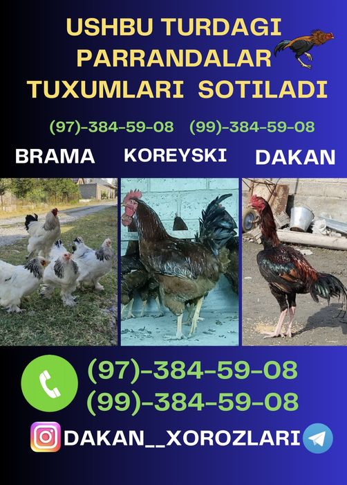 Qizil kareyski Xan xyap tovuq tuxumlari sotiladi