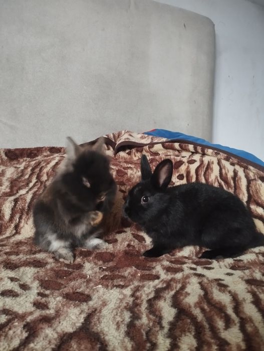 Iepurași pufoși mici și mari