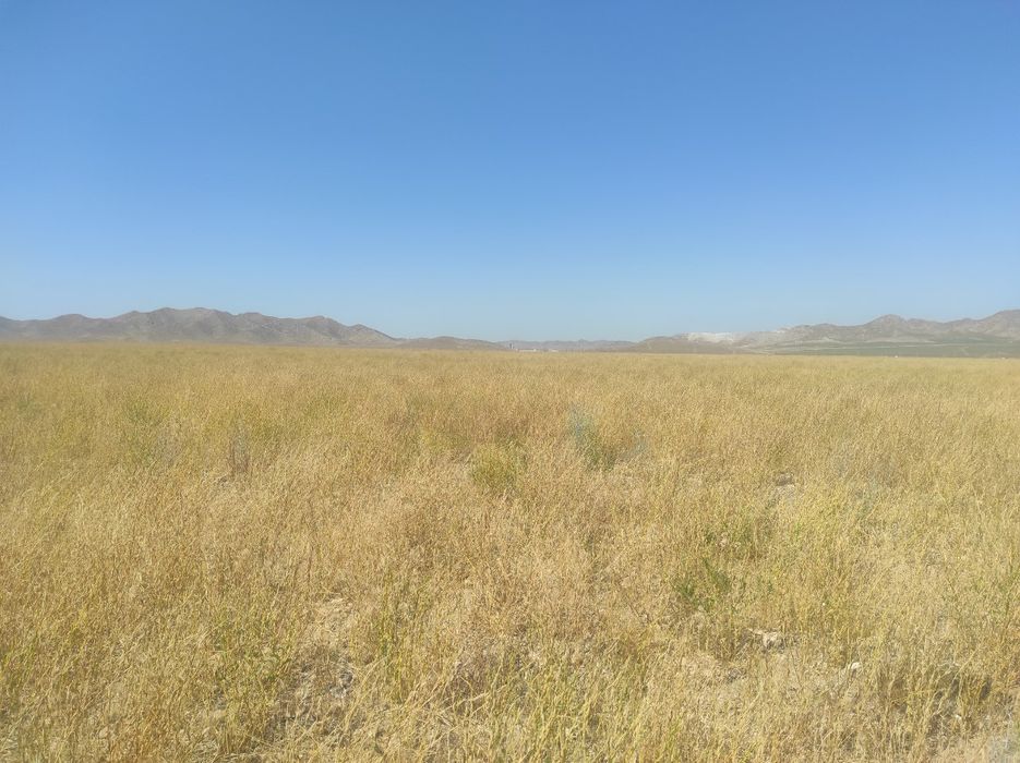 Undov, yogʻ olish uchun oʻsimlik