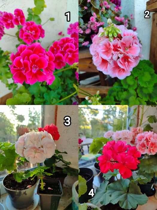 Мушкати, цветя за дома и градината.