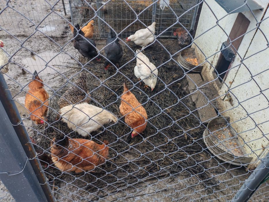 Cocoși din Septembrie 2025