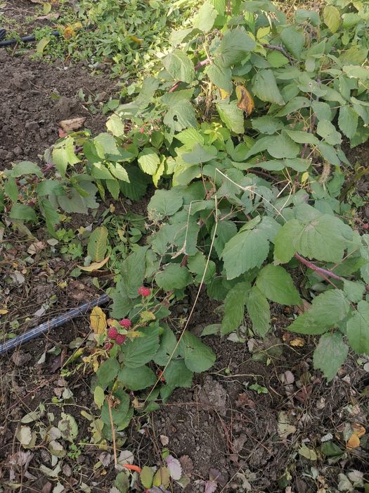 Butasi de zmeură 2lei firu