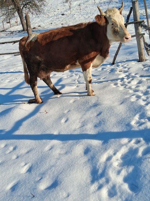 Vând vaca bun de ținut