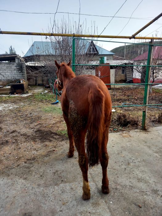 Тай сатылады палтарашка