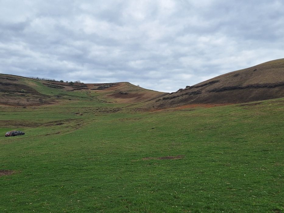 Curatam/Defrisam pasuni