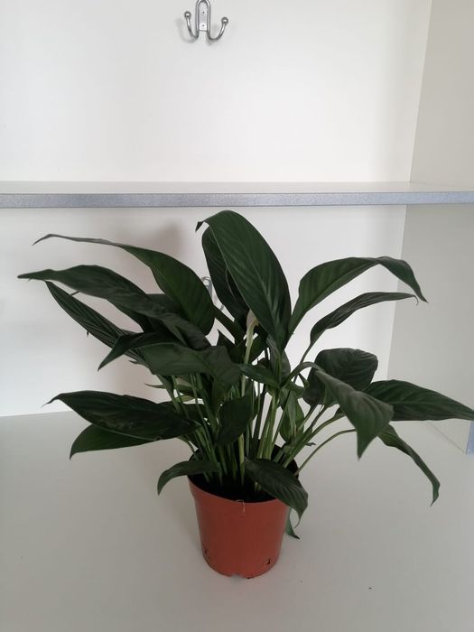 Цветы офисные комнатные