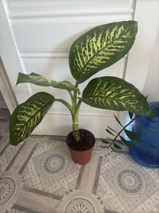 Дифенбахия, Тропик сноу. Крупномер