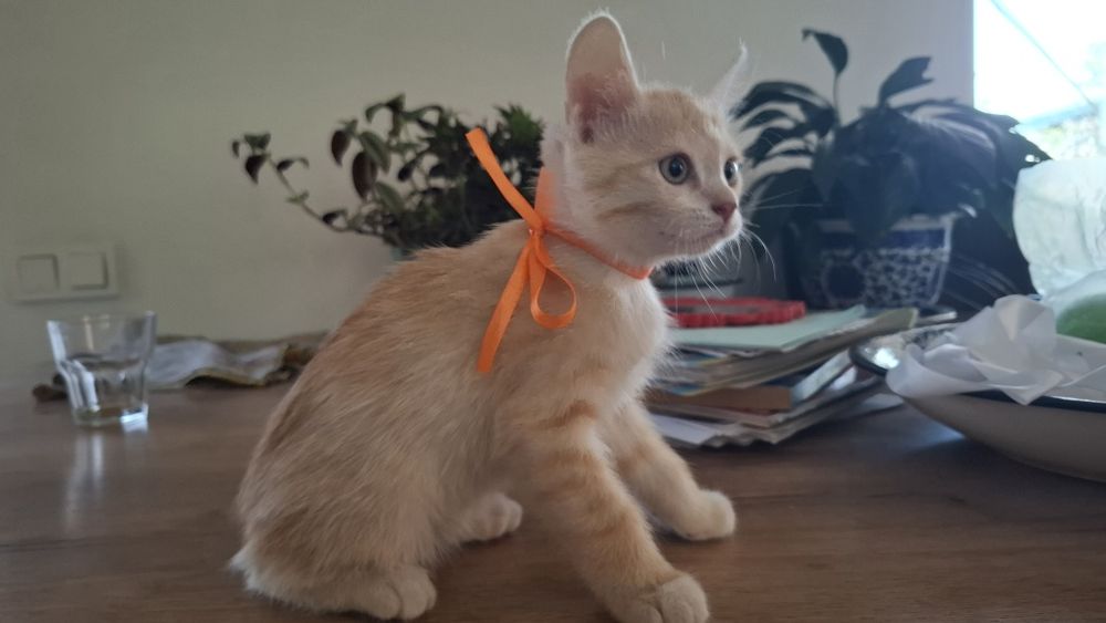 Отдам в добрые руки!