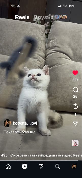 Котята шиншиллята с документами