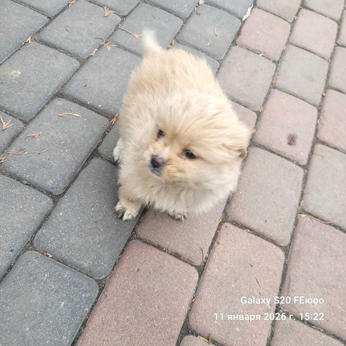 Щенок помесь шпица со спаниель