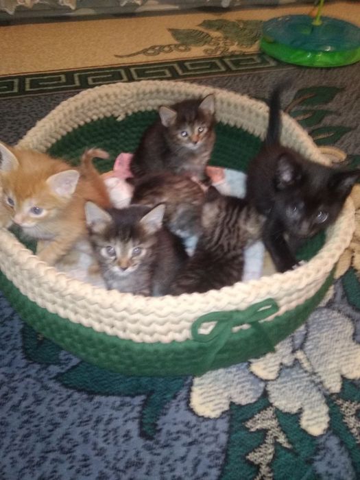 Котята добрые руки