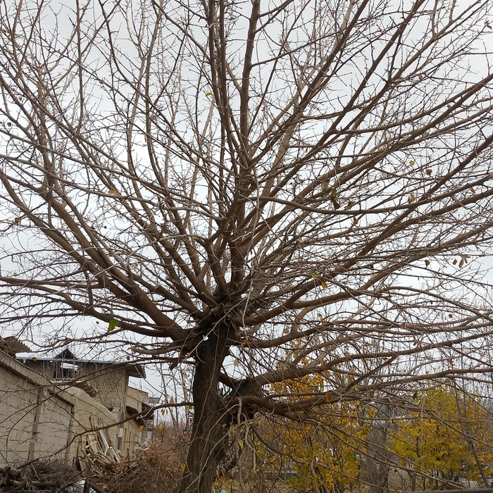 Драва утин хезум