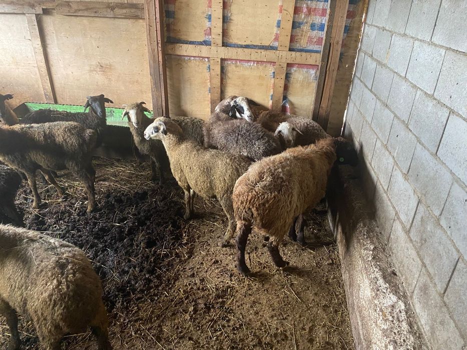 20 голов стоят на откорме