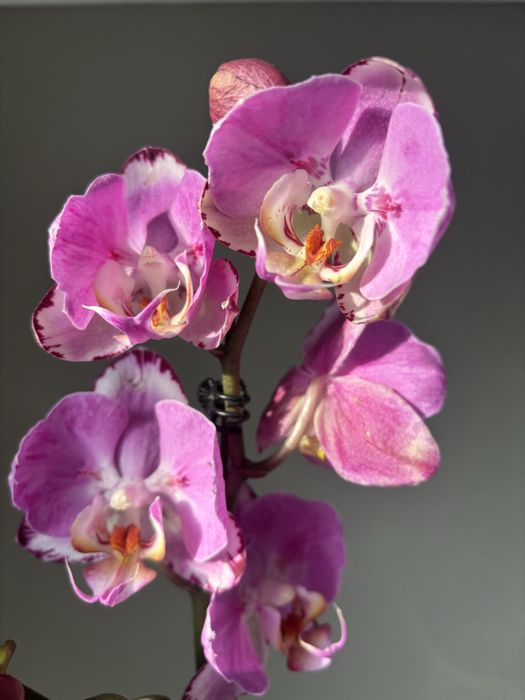 Орхидеи! Орхидея!