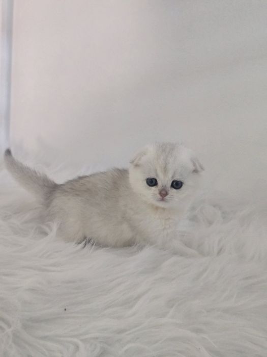 Шотландские шиншиллы