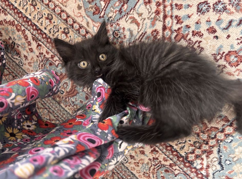 Котенок в хорошие ручки