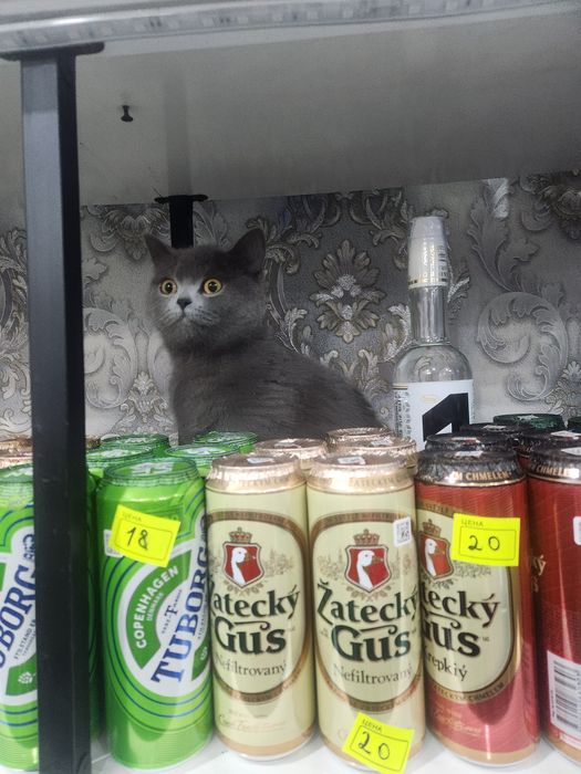 Кошка мушукча жудда акилли латок билади