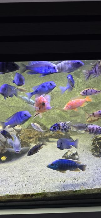 Ciclide africane malawi aulonocara mbuna firefish