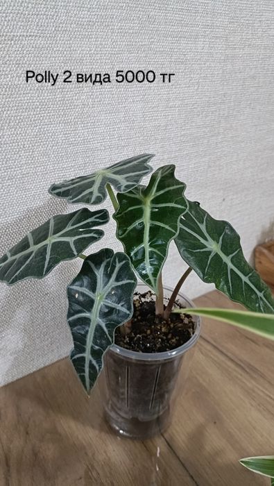 Алоказии, монстера адансони, спатифилум